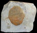 Detailed Fossil Leaf (Zizyphoides) - Montana #68344-1